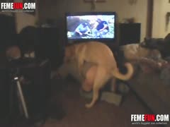 This bitch gets hooked on a knot while a horny girl fucks her dog.